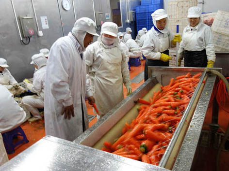 我公司為河南KSF提供大產(chǎn)量毛刷脫皮機